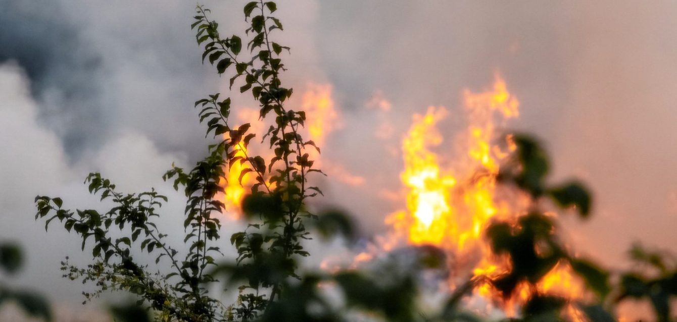 Incendie de vegetation en Gironde Flammes et fumée d’un incendie de végétation vues à travers les feuillages