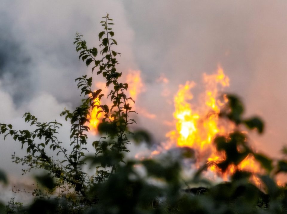 Incendie de vegetation en Gironde Flammes et fumée d’un incendie de végétation vues à travers les feuillages